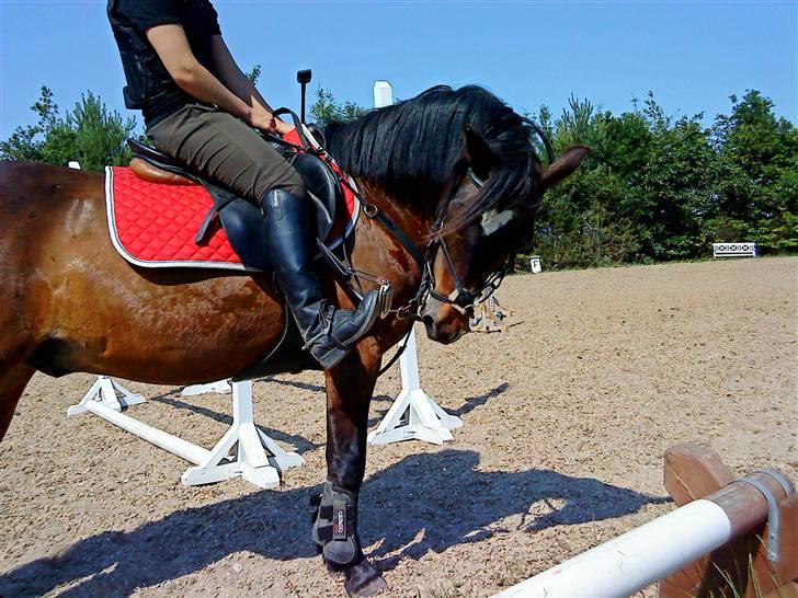 Connemara Bobby Af Boest-Nørregaard - Elsker haam !! <3 billede 3