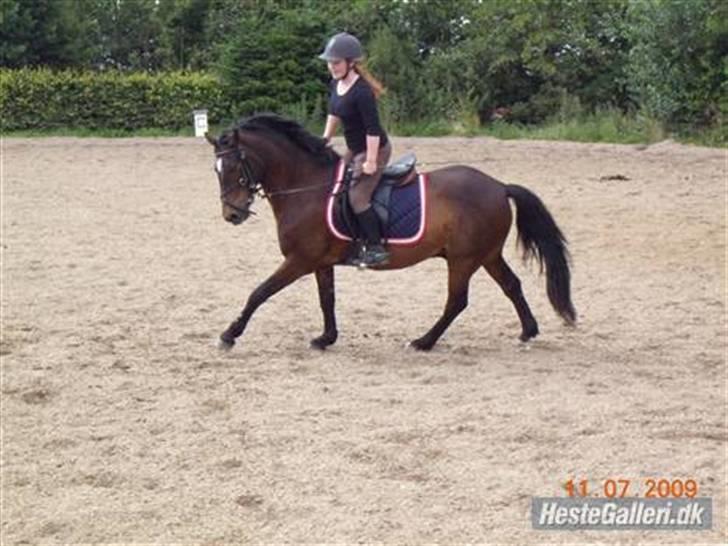 Connemara Bobby Af Boest-Nørregaard - dressur med bell billede 4