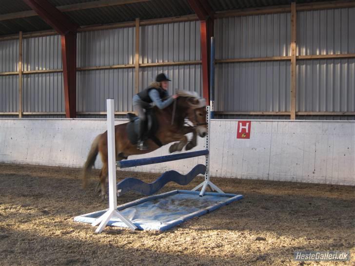 Anden særlig race Odin  - Her springer vi en vandgrav på ca. 80cm (: LOVE YOU ODIN !  billede 9