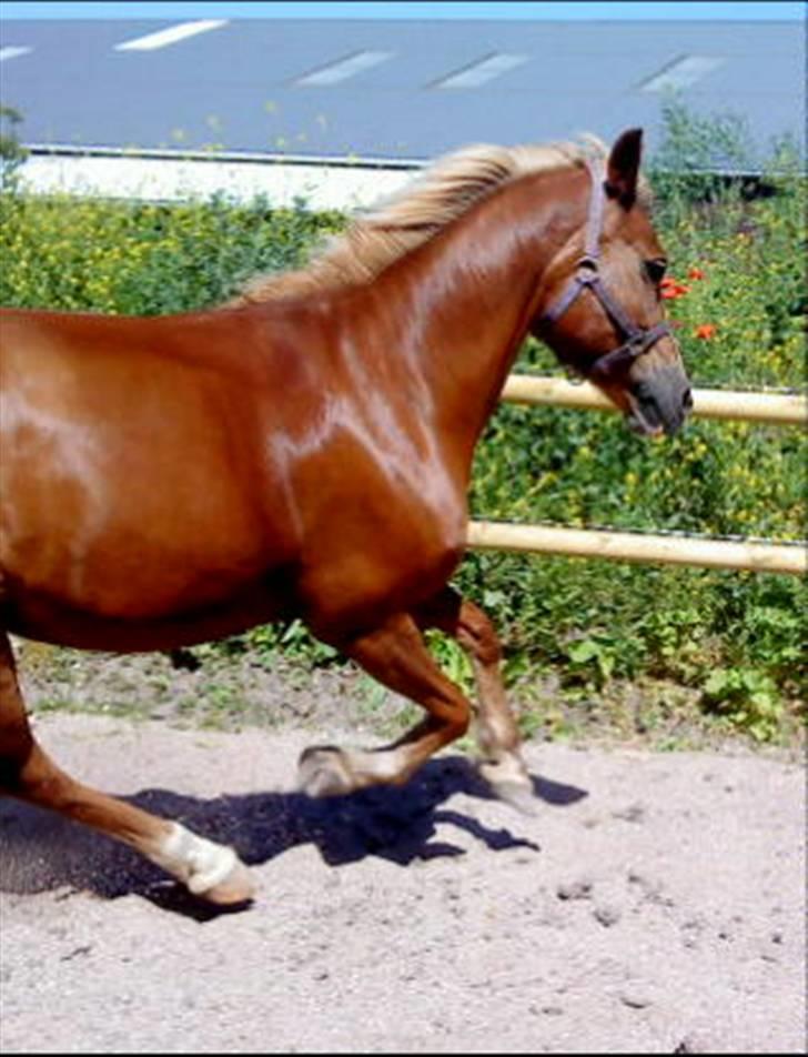 Anden særlig race Blondie<3 Min prinsesse<3 - Løb som vinden skat,løb<3 Væk fra alt, løb hjem til mig min pige, så vil du altid være i sikkerhed<3 (´: billede 14