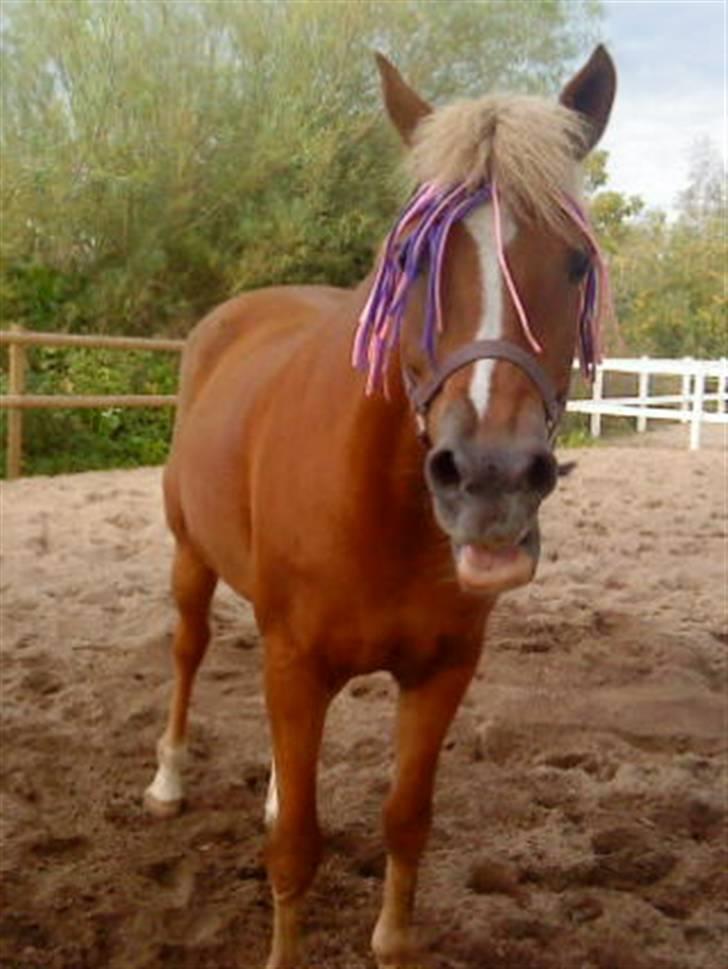 Anden særlig race Blondie<3 Min prinsesse<3 - Tosse pony <3 Du er så lækker min skatter :*<3 billede 16