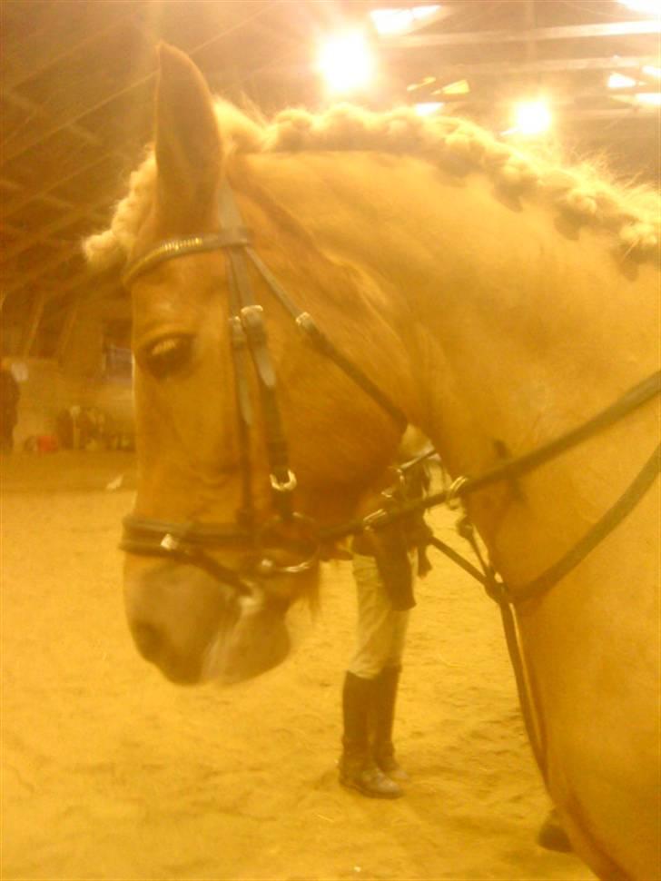 Anden særlig race Blondie<3 Min prinsesse<3 - Drassur kan vi også også <3 Hehee <3 (o: billede 19