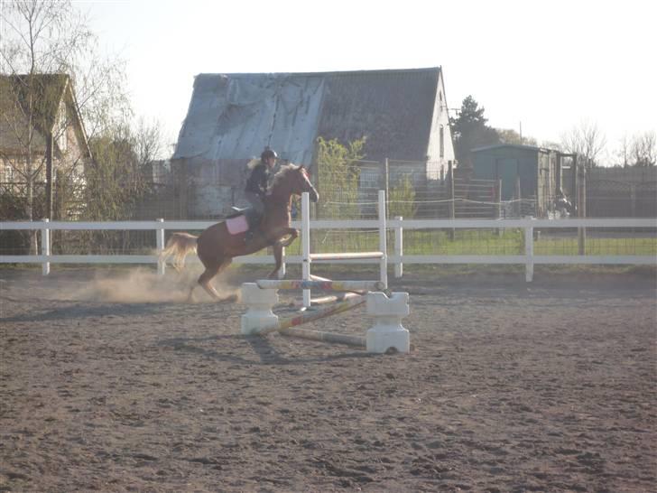 Anden særlig race Blondie<3 Min prinsesse<3 - Den SMUKKESTE araber/haflinger ever! Ved godt hun sætter "lidt" stort af ;) <3 Sidste spring time på hende! )´: Imissmygirl! billede 20