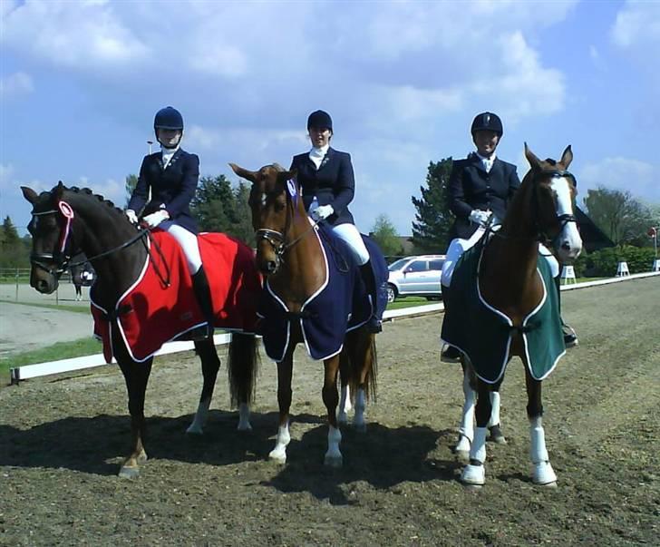 Dansk Varmblod Lathin billede 15