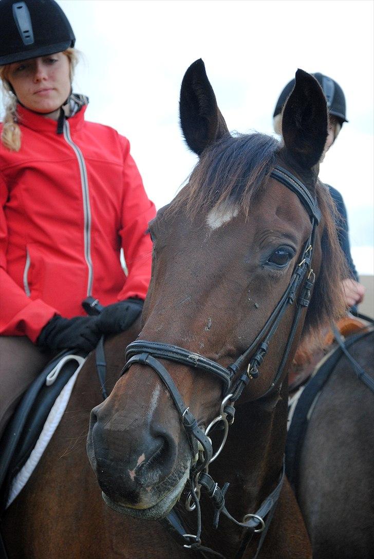 Dansk Varmblod Slumstrups May boy - Til jagt i Tommerup 2010 billede 5