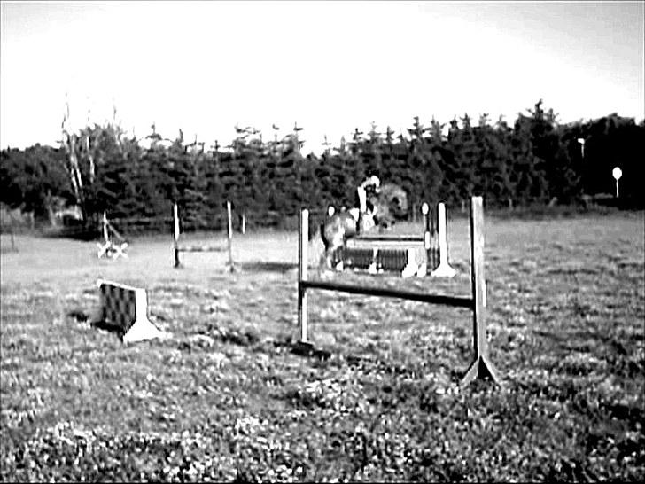 Anden særlig race Sonny -  - spring på Sonny   taget fra video  billede 13