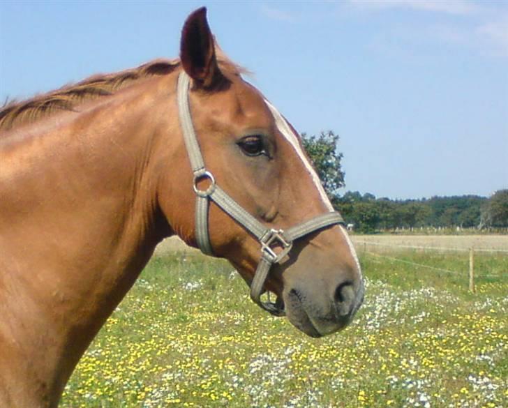 Anden særlig race Sonny -  - Din hest er en spejling af dig..! billede 18