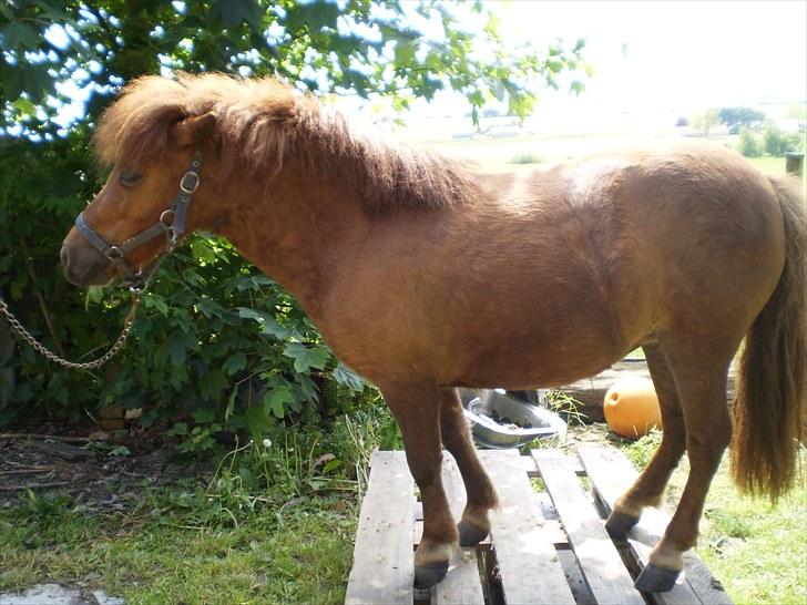 Shetlænder Puk maxi billede 14