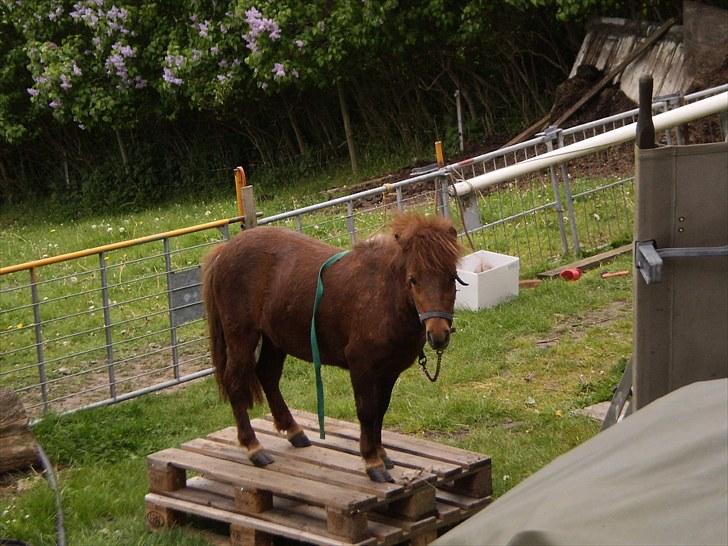 Shetlænder Puk maxi billede 18