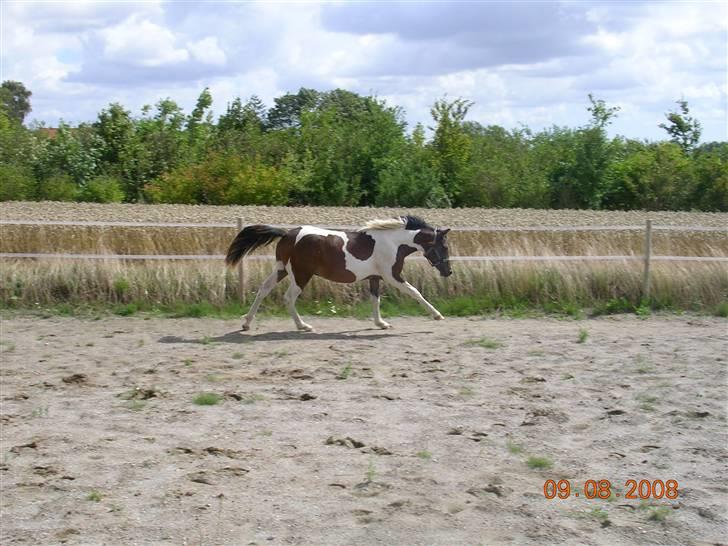 Anden særlig race Mr.Melle  "SOLGT" billede 19