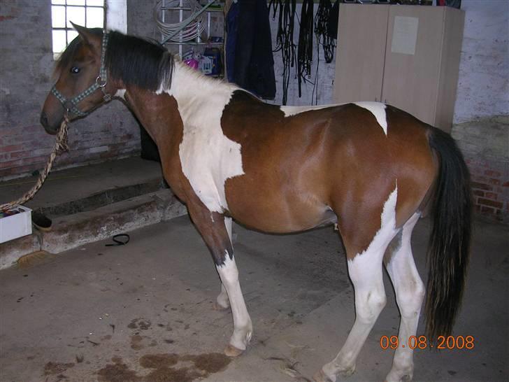 Anden særlig race Mr.Melle  "SOLGT" billede 20