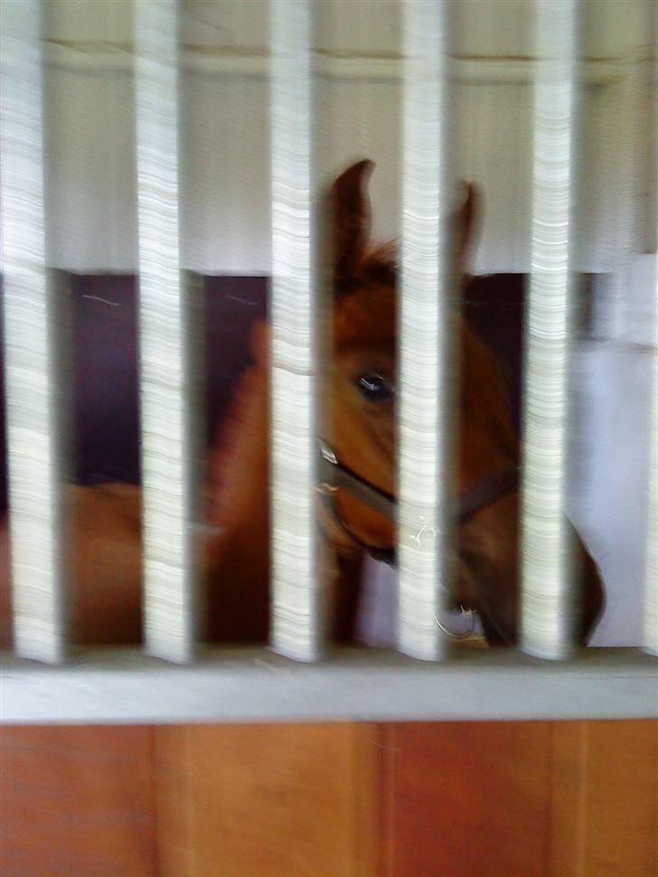 Dansk Varmblod Skardal`s Joski - Min lille joski bag tremmer heehxD billede 10