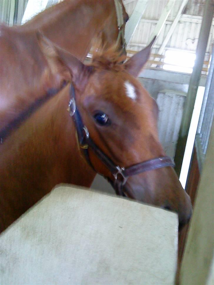 Dansk Varmblod Skardal`s Joski - UPS! hvad var nu det billede 11