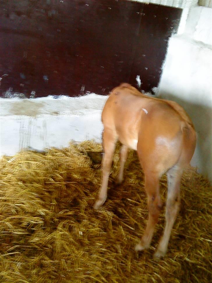 Dansk Varmblod Skardal`s Joski - Det er spændene det der er i boksen billede 12