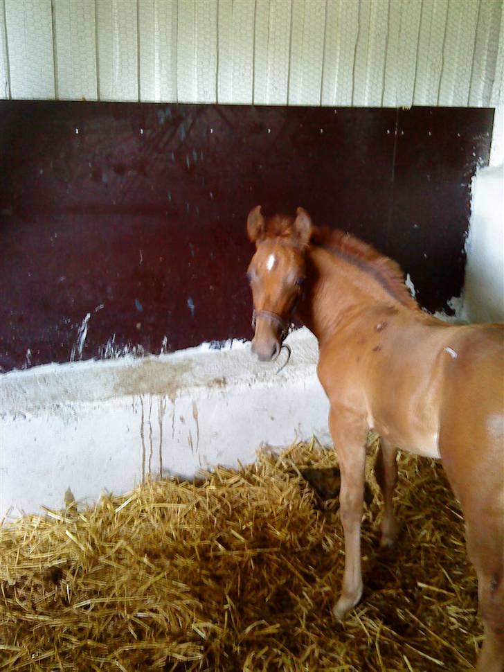 Dansk Varmblod Skardal`s Joski - Joski kikker nysgerit billede 13