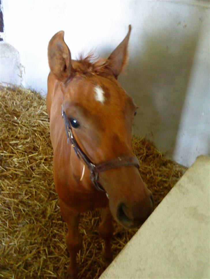 Dansk Varmblod Skardal`s Joski - Det klør vist på snuden billede 14