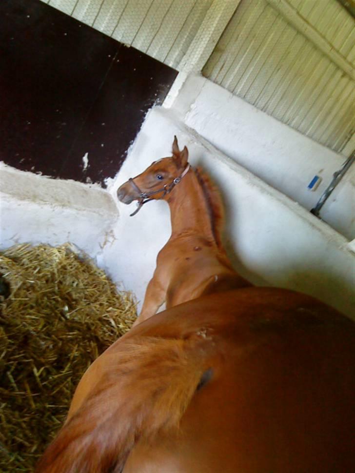 Dansk Varmblod Skardal`s Joski - Har lige fået noget at spise billede 15