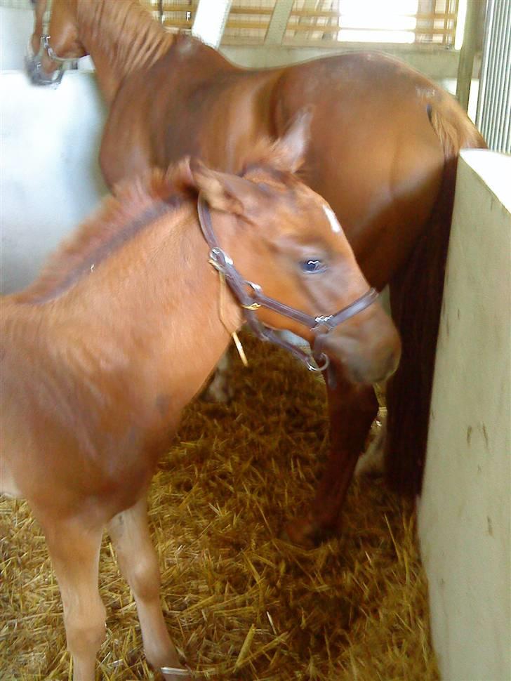 Dansk Varmblod Skardal`s Joski - UPS! der var en væk :-p billede 16