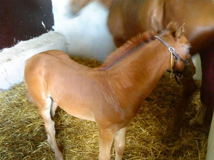 Dansk Varmblod Skardal`s Joski - Øv... der gik mor... billede 17