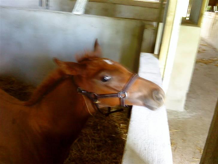 Dansk Varmblod Skardal`s Joski - han kan lige nøjagtigt se ud over kanten billede 18