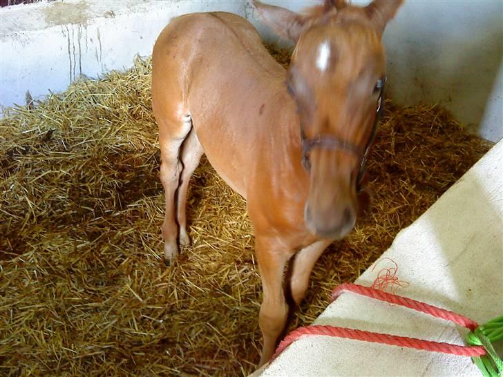 Dansk Varmblod Skardal`s Joski - De fluer er ireterne billede 19