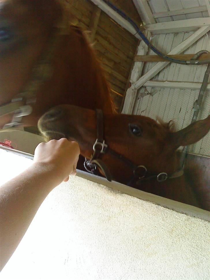 Dansk Varmblod Skardal`s Joski - jeg tror der en godbid billede 20