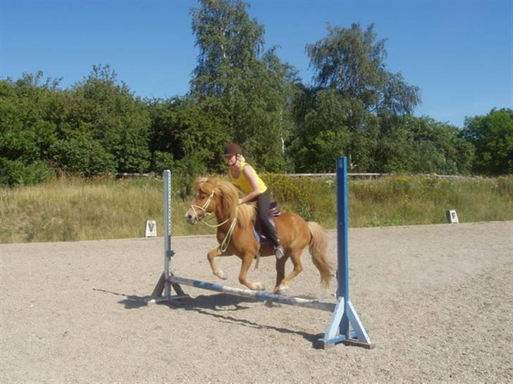 Islænder Assa fra Himlingøje - Ad, det er et usselt billlede .. Men vi sprang da over ;) billede 15