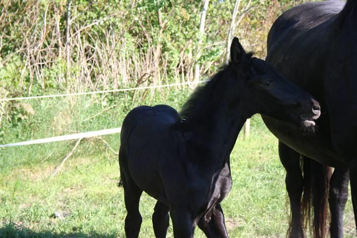 Frieser  # BLAKE # solgt - her er blake 1 månede gammel ( maj 08 ) billede 1