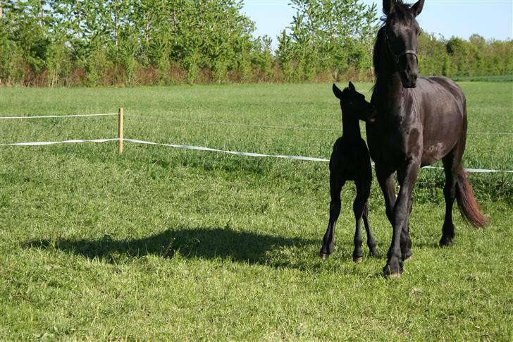 Frieser  # BLAKE # solgt - maj 08 billede 2