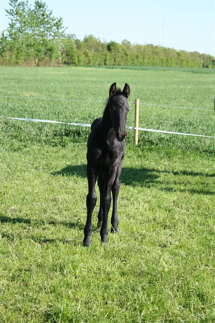 Frieser  # BLAKE # solgt - maj 08 billede 3