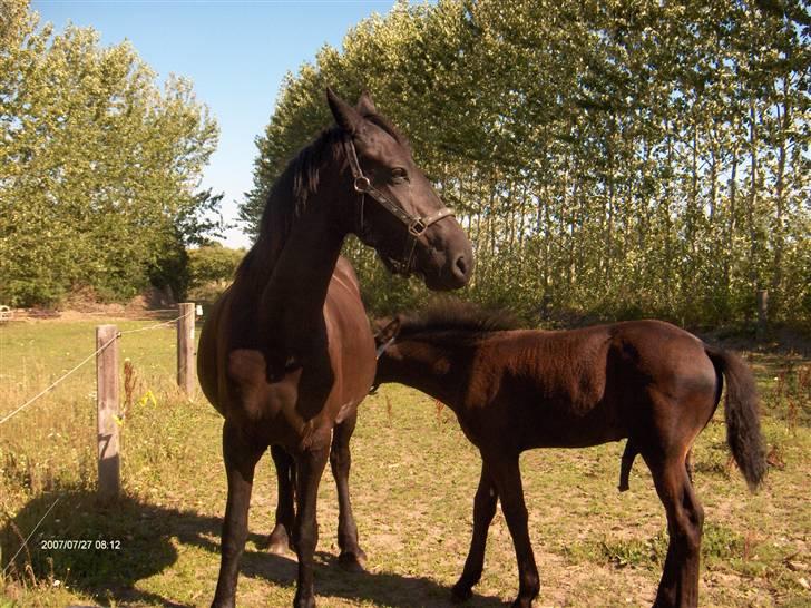 Frieser  # BLAKE # solgt - her er blake så blevet 3 mdr gammel ( juli 08 ) billede 5