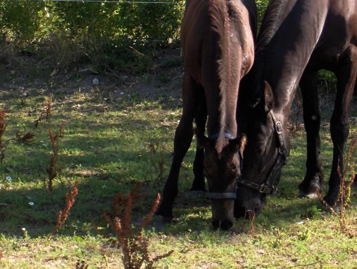 Frieser  # BLAKE # solgt - blake 3 mdr billede 6