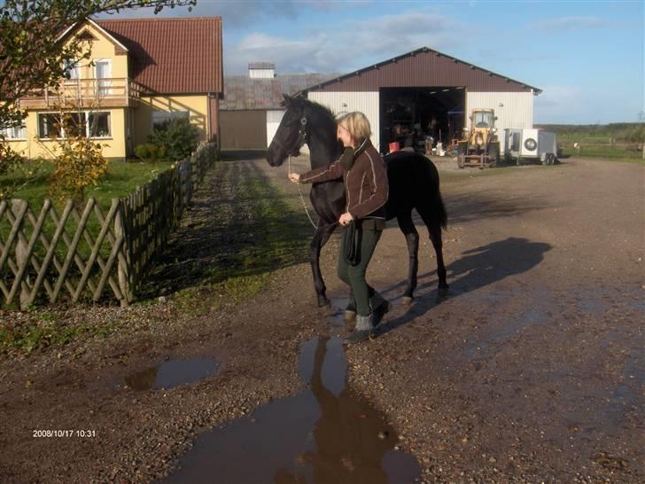 Frieser  # BLAKE # solgt - her kommer han så hjem til os - 5½ månede gammel ( okt 08 ) billede 7