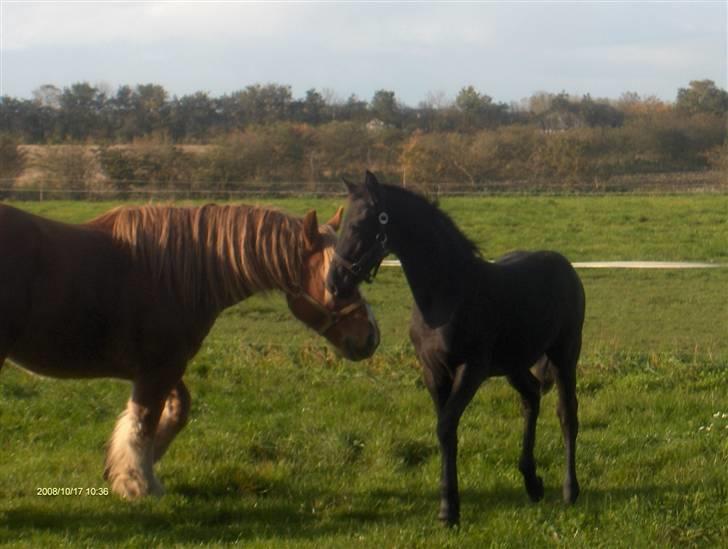 Frieser  # BLAKE # solgt - på fold med jyden storm ( okt 08 ) billede 8