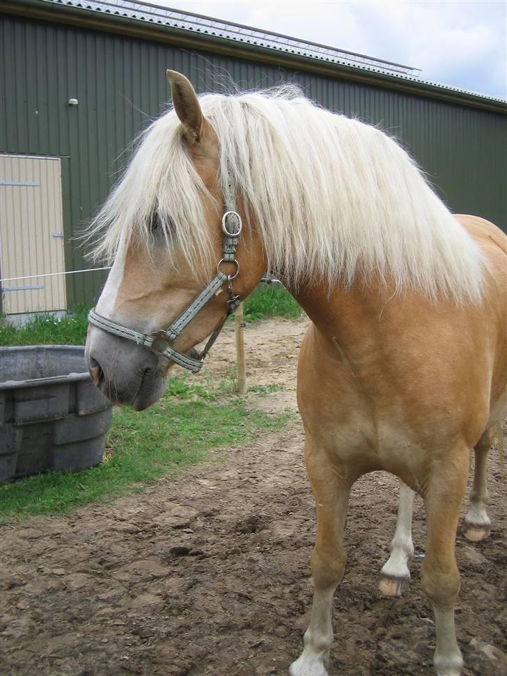 Haflinger Hafferlaffen (Laffe) - Laffe efter at have fået ordnet man, hvilket han trængte temmelig meget til :) billede 1