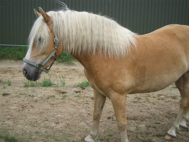 Haflinger Hafferlaffen (Laffe) - Laffe efter 14 dage i sit nye hjem :) d. 6. august 2008 billede 2