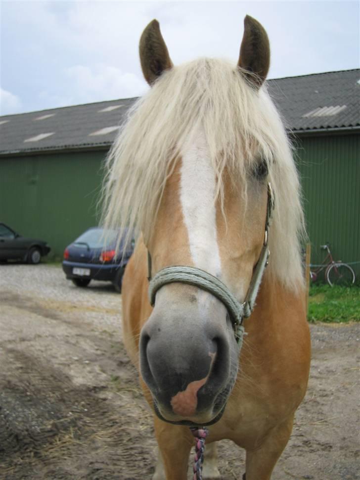 Haflinger Hafferlaffen (Laffe) - D. 6. august 2008 billede 3