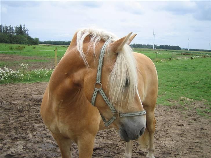 Haflinger Hafferlaffen (Laffe) - D. 6. august 2008 billede 4