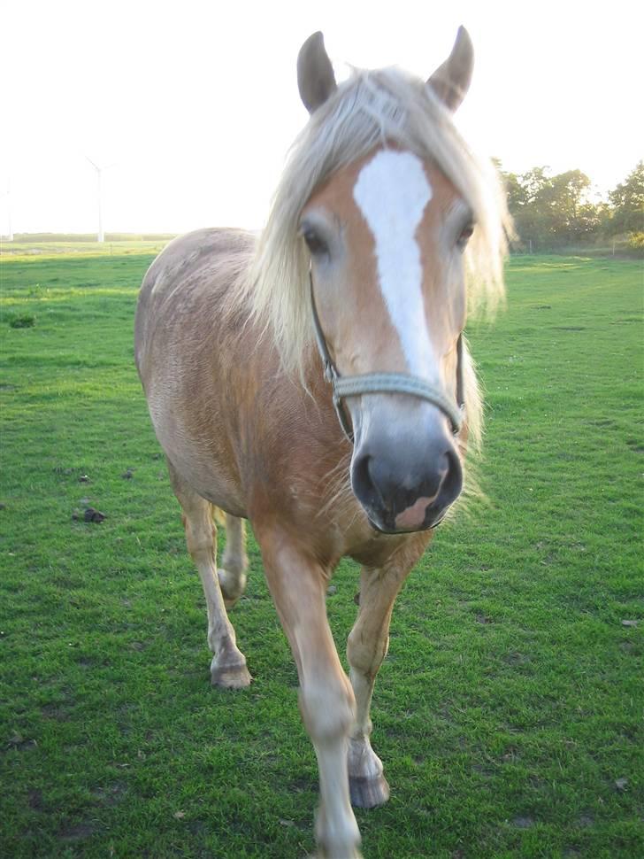 Haflinger Hafferlaffen (Laffe) - Laffe lige efter ankomst til sit nye hjem d. 25. juli 2008 billede 5