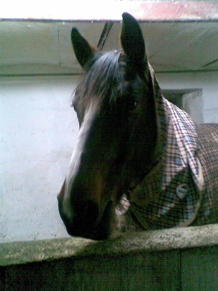 Dansk Varmblod Ferá Krogen billede 6