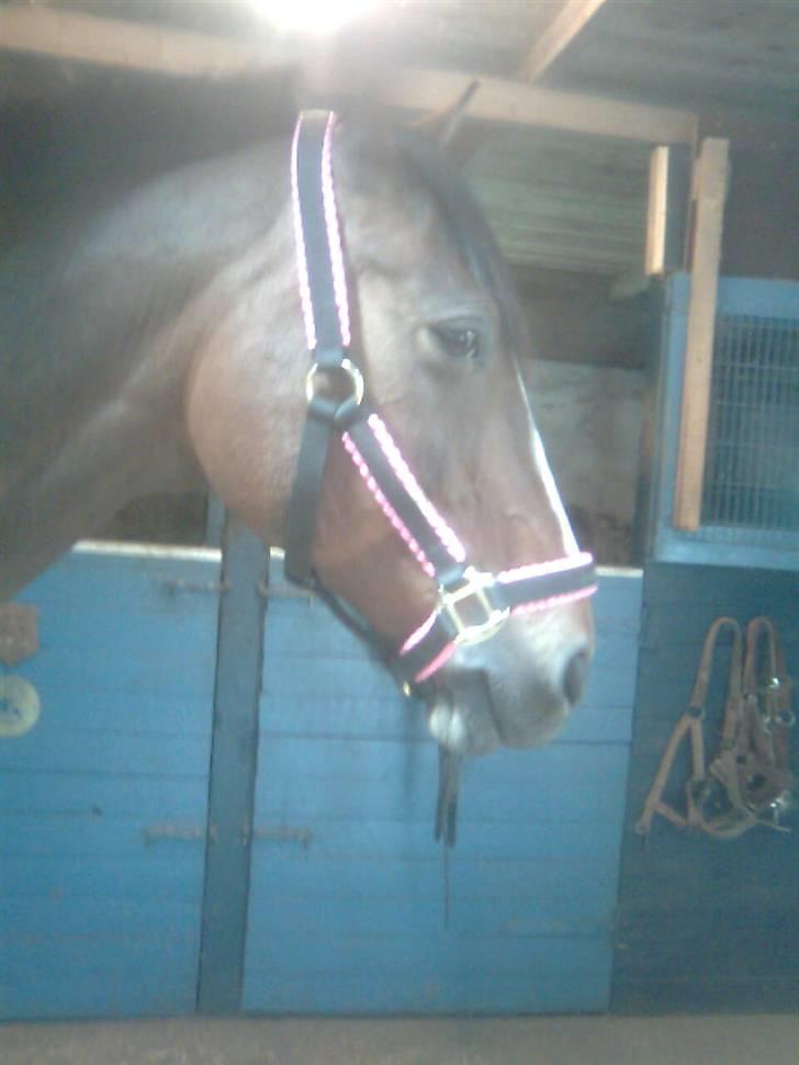 Dansk Varmblod Ferá Krogen billede 7