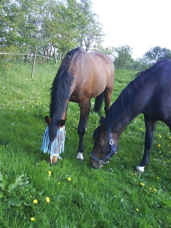 Dansk Varmblod Ferá Krogen billede 8