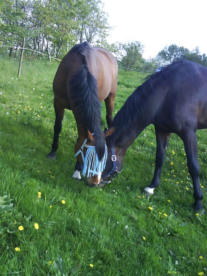 Dansk Varmblod Ferá Krogen billede 9