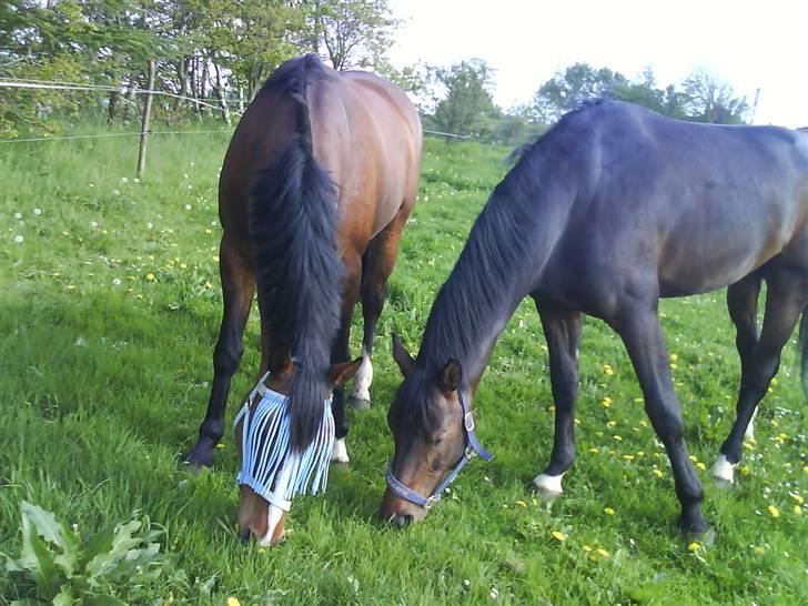 Dansk Varmblod Ferá Krogen billede 10