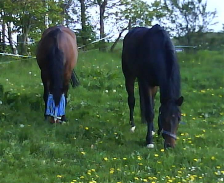 Dansk Varmblod Ferá Krogen billede 11