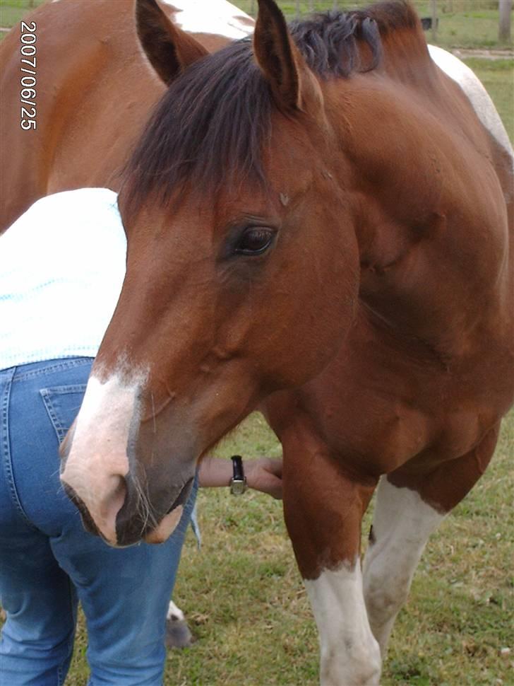 Paint Mount Up'n Go - Underbarste hästen, sommarn 2007 billede 1