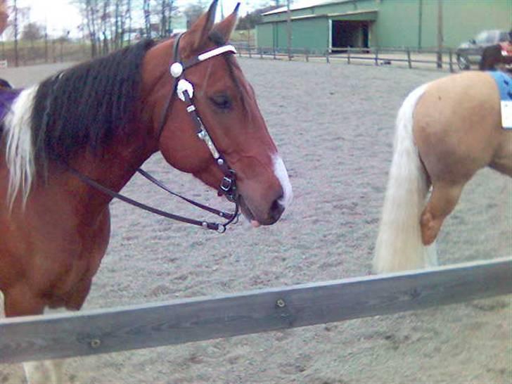 Paint Mount Up'n Go - Spring Break 2006 första tävlingen gick hur bra som helst billede 2