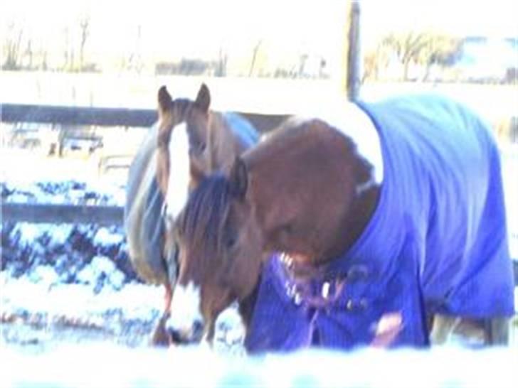 Paint Mount Up'n Go - Mulle och bästisten nicke vintern 2005 billede 3