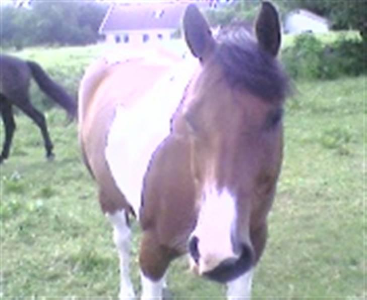 Paint Mount Up'n Go - Mulle i sommar hagen 2007 billede 4