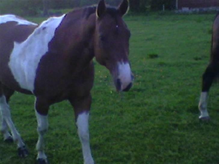 Paint Mount Up'n Go - Mulle en sommarkväll 2007 billede 5